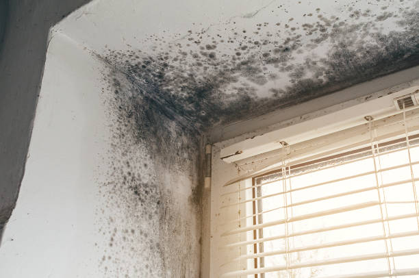 Affordable Black Mold Remediation solutions in Bloomingdale, GA